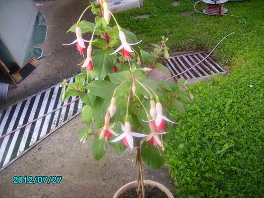 Fuksia, Náš dvor, katka501, 1