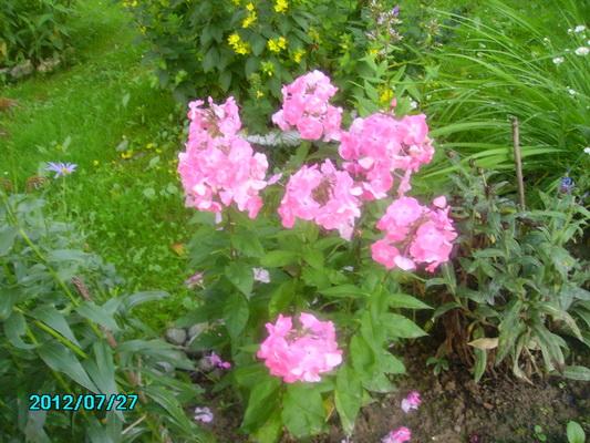 Phlox ruzovy, Okrasné záhradky, katka501, 1