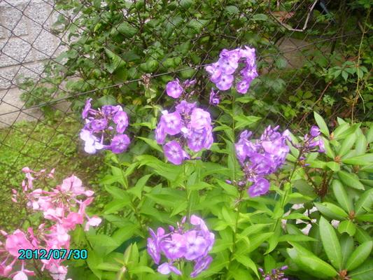 Phlox fialkovy, Náš dvor, katka501, 1