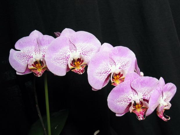 Phalaenopsis Sexy pink, Izbové kvety Phalaenopsis Sexy pink, Izbové kvety, Natasha, 1