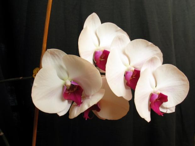 Phalaenopsis, Izbové kvety, Natasha, 1