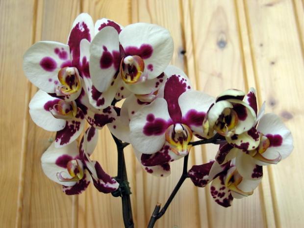 Phalaenopsis, Izbové kvety Phalaenopsis, Izbové kvety, Natasha, 1