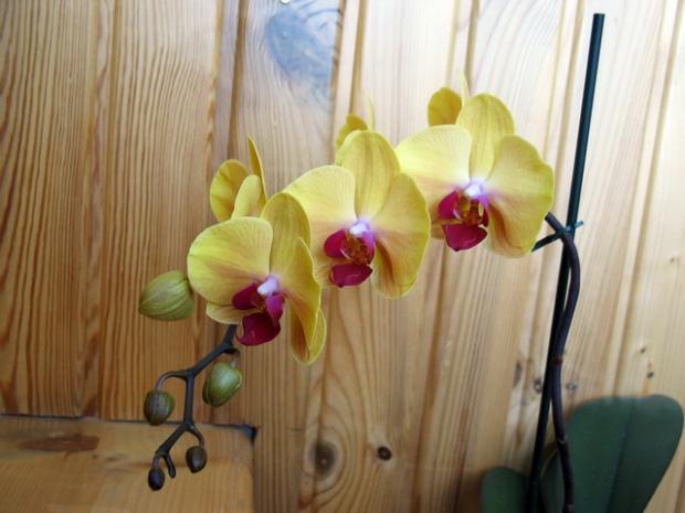 Phalaenopsis, Izbové kvety Phalaenopsis, Izbové kvety, Natasha, 1