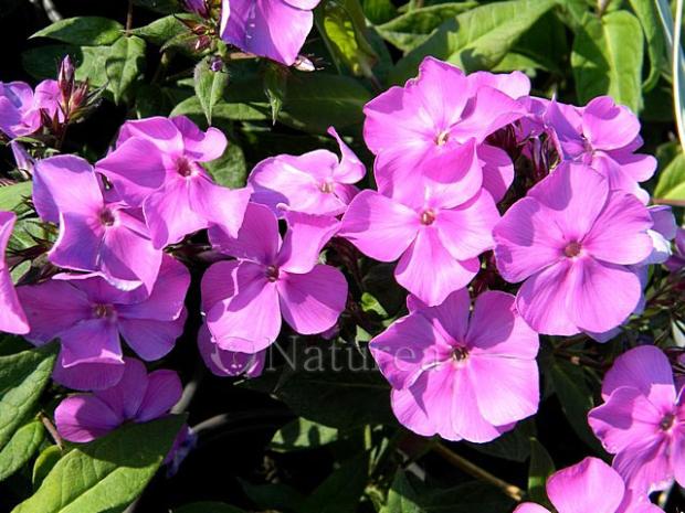 Phlox paniculata, Okrasné záhradky, marian1, 1