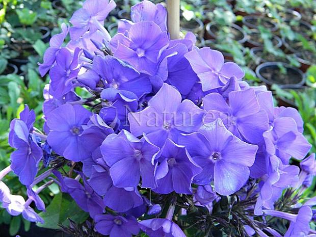 Phlox, Okrasné záhradky Phlox, Okrasné záhradky, marian1, 1