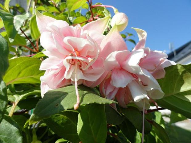 Fuchsia č.5........Pink Marshmallow, Náš dvor, rosalka, 1