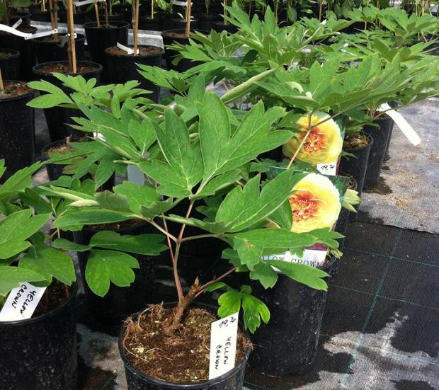 Komu prinesiem na stretko? Paeonia suffriticosa "Yellow Crown" za 19,20, A všeličo ostatné Komu prinesiem na stretko? Paeonia suffriticosa "Yellow Crown" za 19,20, A všeličo ostatné, , 1