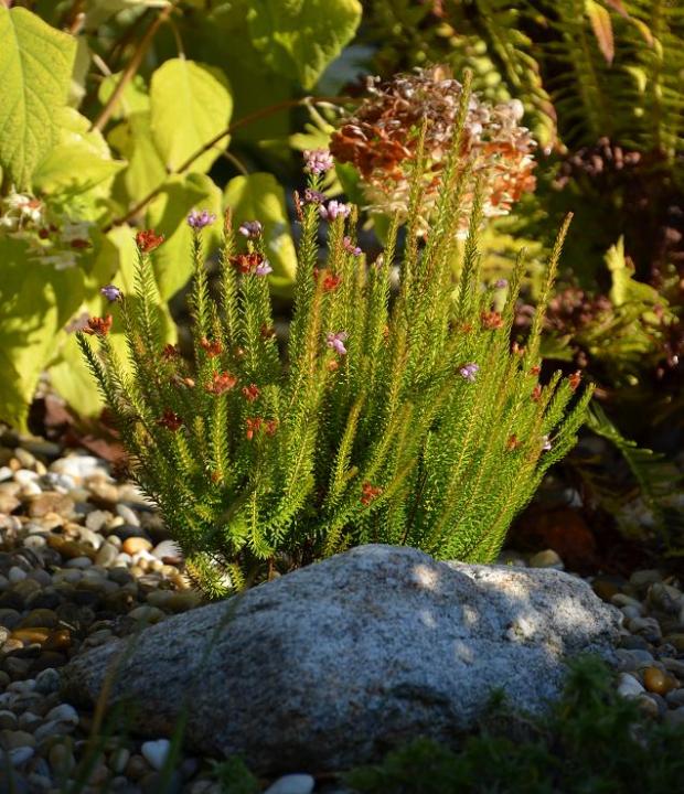 Erica arborescens, Okrasné záhradky, , 1