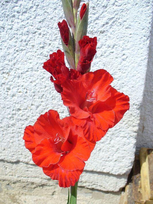 Requiem, Kvetinové portréty, strombus72, 1