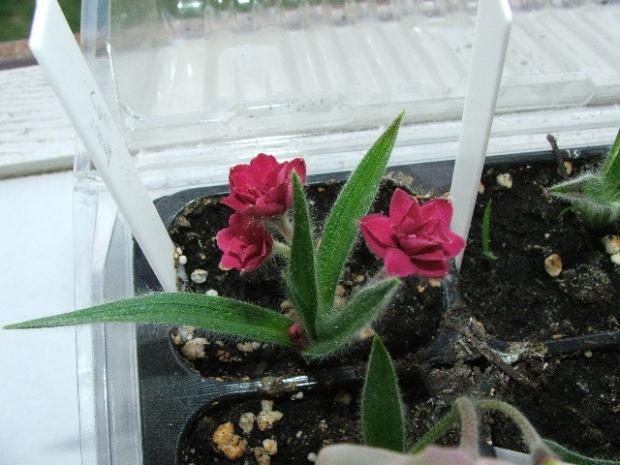 Rhodohypoxis 'KIWI JOY', Balkóny, micquie, 1