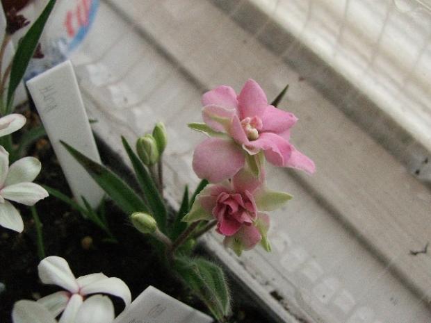 Rhodohypoxis 'RUTH', Balkóny, micquie, 1