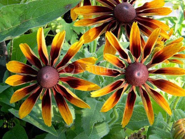 Rudbeckia, Okrasné záhradky Rudbeckia, Okrasné záhradky, marian1, 1
