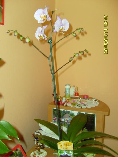 nová orchidea, Izbové kvety, zdenca, 1