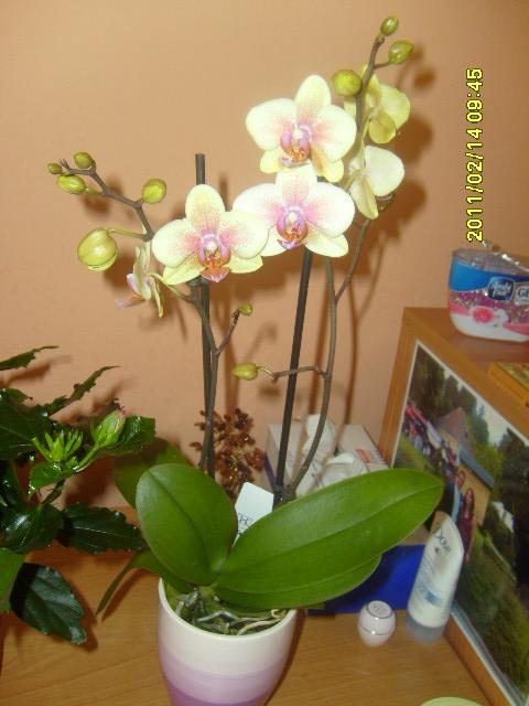 nová orchidea, Izbové kvety, zdenca, 1