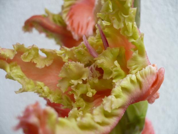 Gladiola ´SEA FAN´- detail, Kvetinové portréty, alpinka, 1