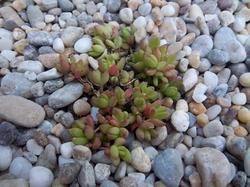 Sedum Album, Skalky Sedum Album, Skalky, Oliver, 1