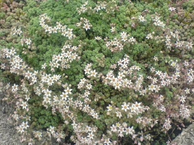 Sedum dasyphyllum, kuka, 1