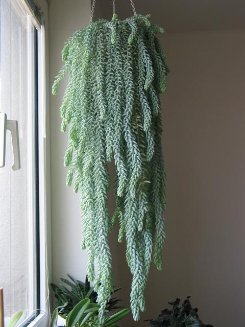 Sedum morganianum, Izbové kvety Sedum morganianum, Izbové kvety, Natasha, 1