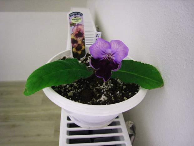 Streptocarpus Harlequin Lace, Izbové kvety Streptocarpus Harlequin Lace, Izbové kvety, Janka30, 1