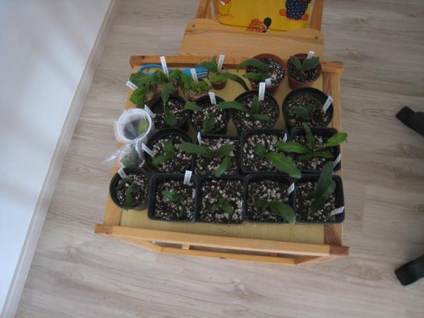 ruské šlachtenie, Izbové kvety ruské šlachtenie, Izbové kvety, Janka30, 1