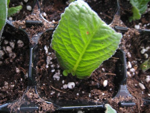 lístok streptocarpusu, Izbové kvety lístok streptocarpusu, Izbové kvety, Janka30, 1