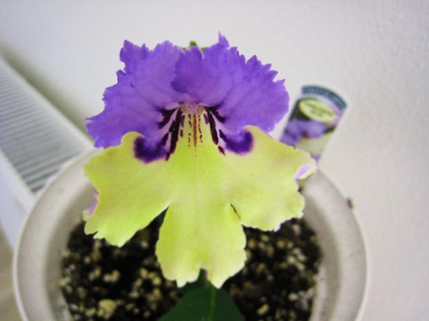 Streptocarpus Harlequin Blue, Izbové kvety Streptocarpus Harlequin Blue, Izbové kvety, Janka30, 1