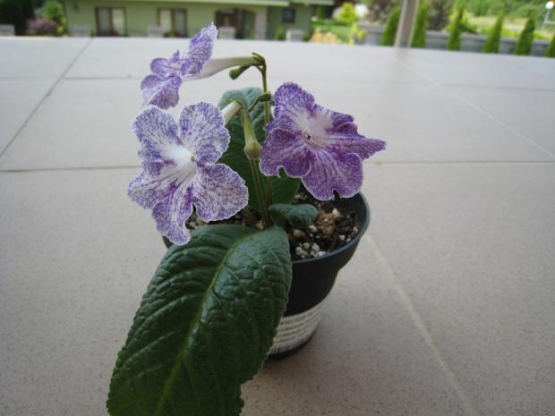 Streptocarpus Aly´s Magnetosphere, Izbové kvety Streptocarpus Aly´s Magnetosphere, Izbové kvety, Janka30, 1