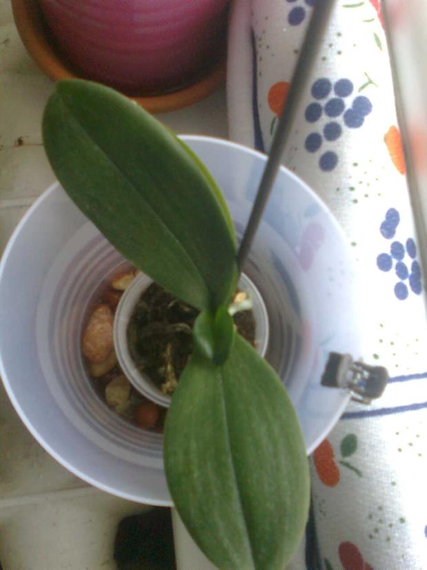 Phalaenopsis, inakina, 1