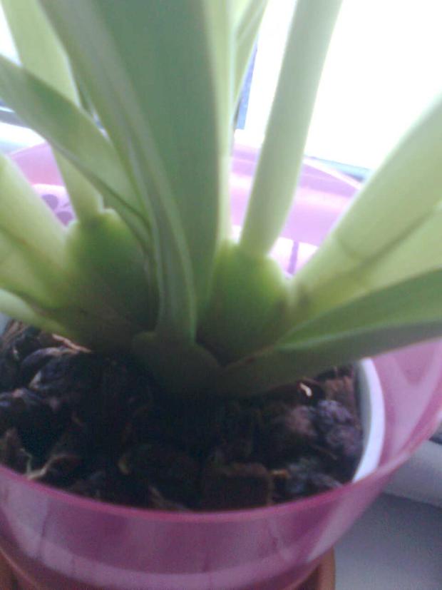 Miltonia, inakina, 1