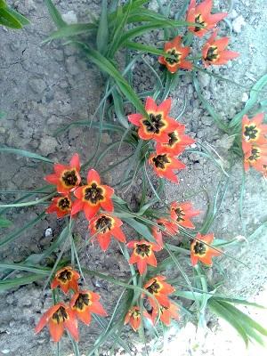 tulipaniky, Okrasné záhradky, miluska..., 1