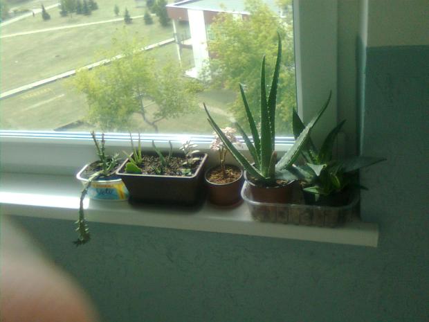 moja parapeta na chodbe , Okenné parapety, michal50741, 1
