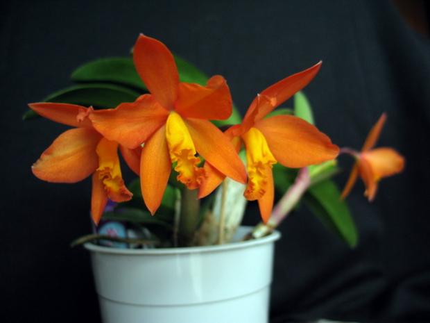 Sophrolaeliocattleya, Izbové kvety Sophrolaeliocattleya, Izbové kvety, Natasha, 1