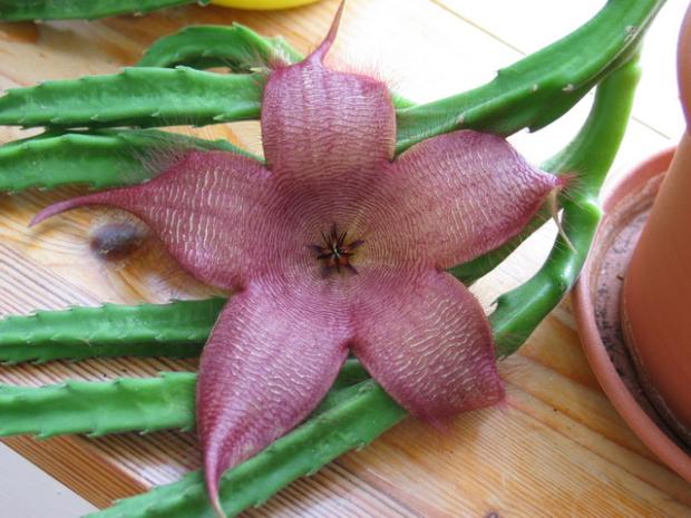 Stapelia gigantea, Izbové kvety, Natasha, 1