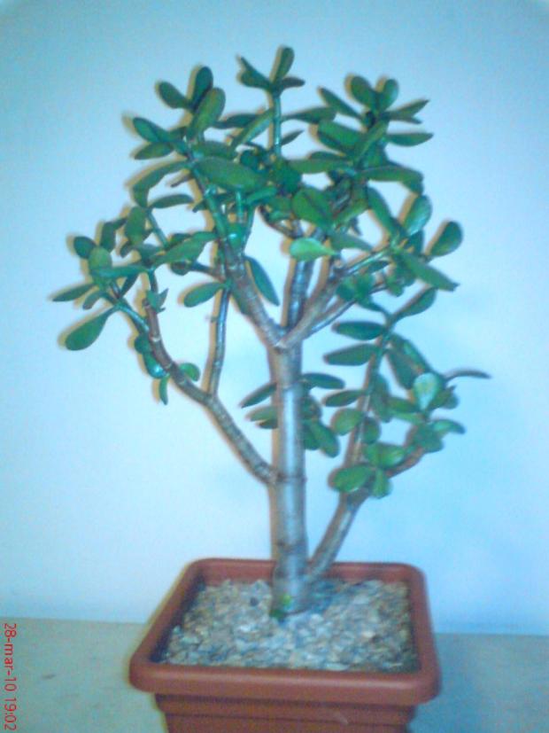 Tucnolist2, Sukulenty, JurajM, 1