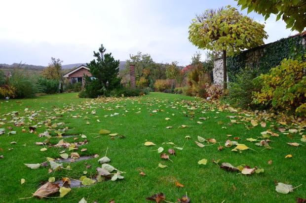 Ešte včera mali katalpy všetky listy, Okrasné záhradky, , 1