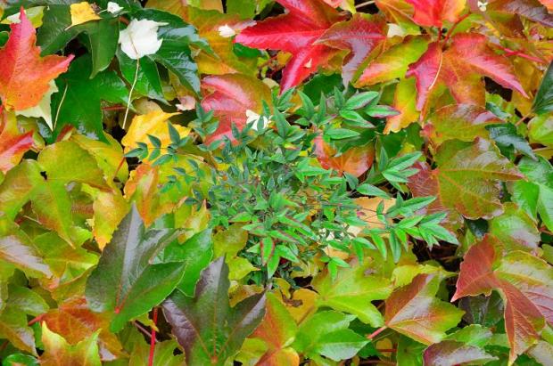 nandina v zajatí paviniču, Okrasné záhradky nandina v zajatí paviniču, Okrasné záhradky, , 1