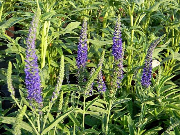 Veronica spicata 'Goodness Grows', Okrasné záhradky, marian1, 1