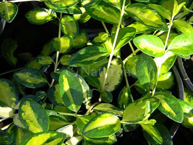 Vinca Illumination, Okrasné záhradky, marian1, 1