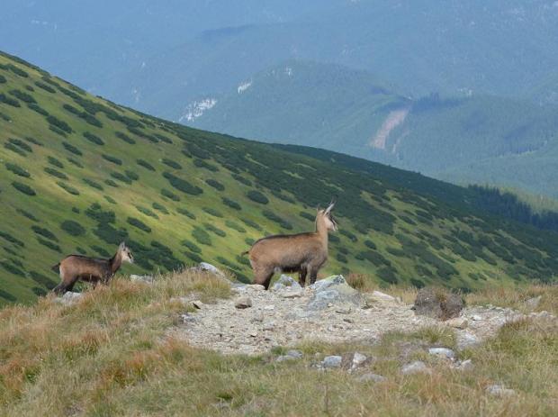 ešte raz pohľad z Poľany, Portréty živočíchov ešte raz pohľad z Poľany, Portréty živočíchov, , 1