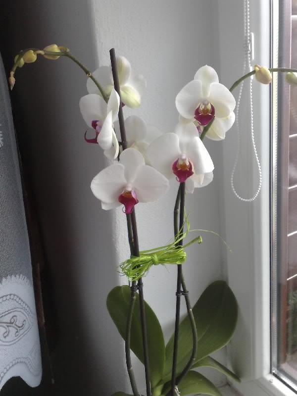 ďaľšia krásna orchidka da zbierky, Okenné parapety ďaľšia krásna orchidka da zbierky, Okenné parapety, evusik123, 1