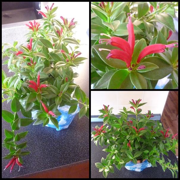 Novy aeschynanthus, Izbové kvety Novy aeschynanthus, Izbové kvety, Iconka, 1