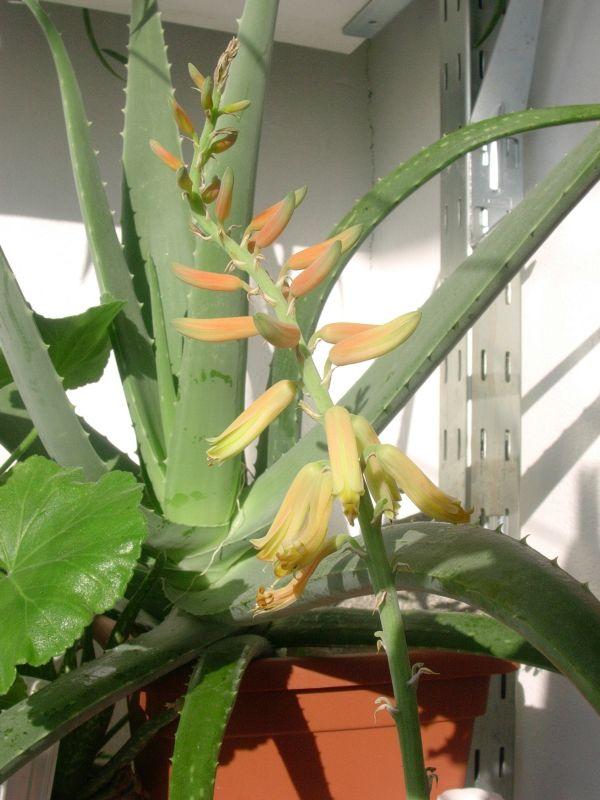 Kvet aloe vera, Kvetinové portréty Kvet aloe vera, Kvetinové portréty, Evago, 1