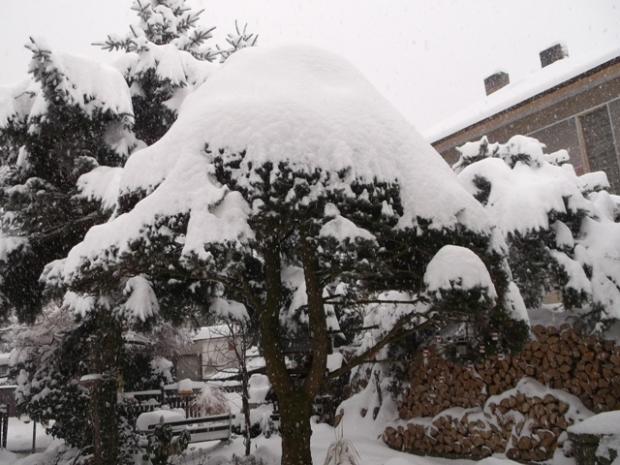 ...ešte že toho dreva je dosť...., Náš dvor, osika, 1