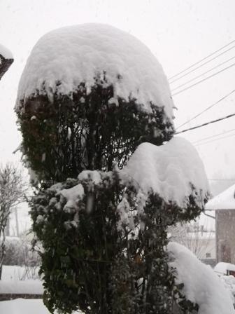 Jalovec pod čapicou..., Náš dvor Jalovec pod čapicou..., Náš dvor, osika, 1