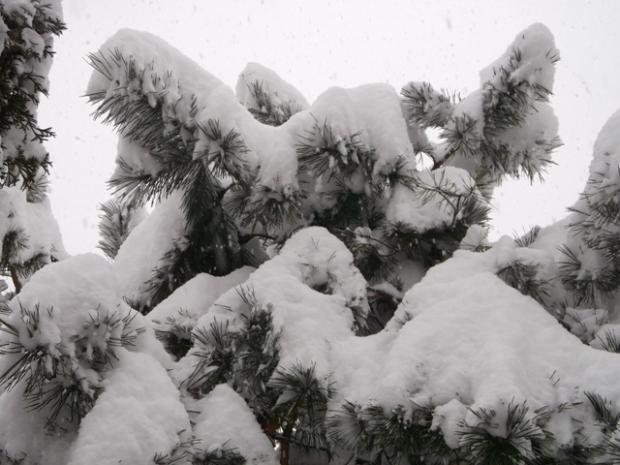 Zasnežená borovica, Náš dvor, osika, 1