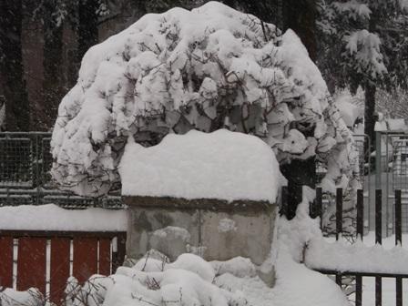 Zasnežený klen, Náš dvor, osika, 1