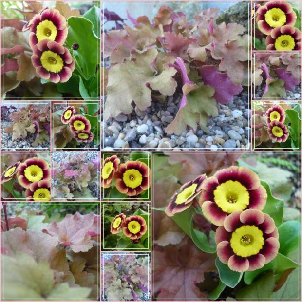 Primula auricula hybr. ´ANCIENT SOCIETY´, Kvetinové portréty, alpinka, 1