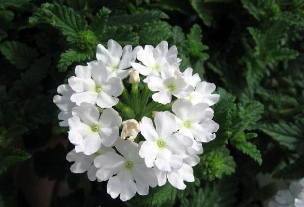 biela verbena..., Okenné parapety biela verbena..., Okenné parapety, jarka213, 1