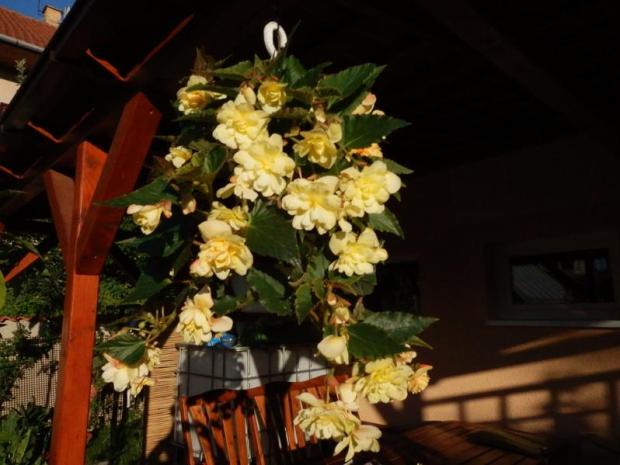 begonia previslá, Terasy, AnajL, 1