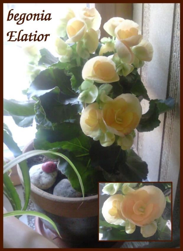 begónia Elatior, Izbové kvety begónia Elatior, Izbové kvety, LATRYNA, 1